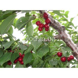 плоды черешни Мелитопольская черная на дереве