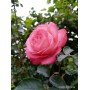 Роза Розовый Лед (Pink Ice)