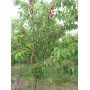 Фото дерева черешни сорт Аннушка