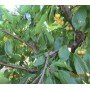 Фото Дерево черешни Дачница с плодами
