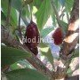 Фото  кизила сорт Светлячок,плоды на дереве