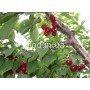 плоды черешни Мелитопольская черная на дереве